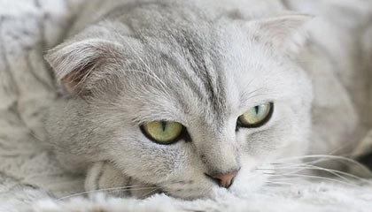 开云体育视频直播-切尔西防守球员完美执行战术，切尔西防守型中场