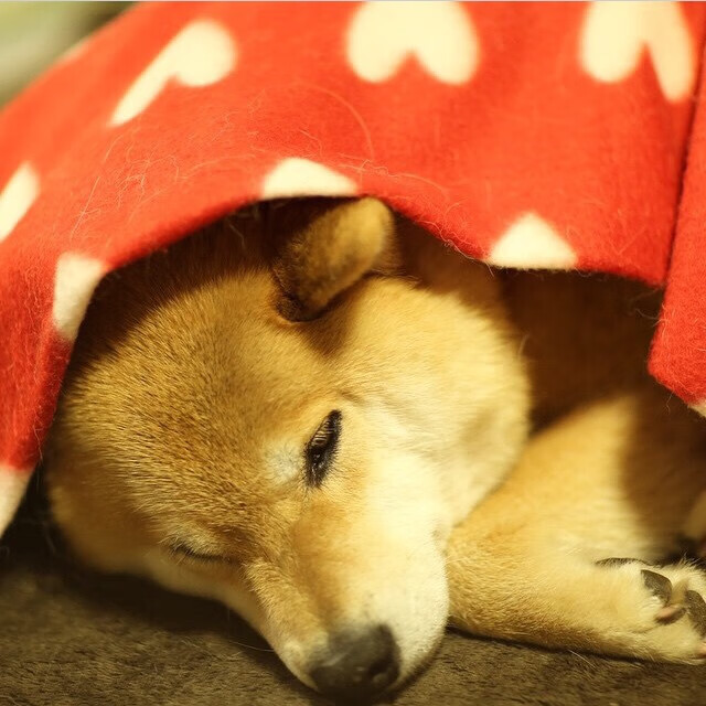 观众服务中心引进智能导览机器人，观众服务中心职责