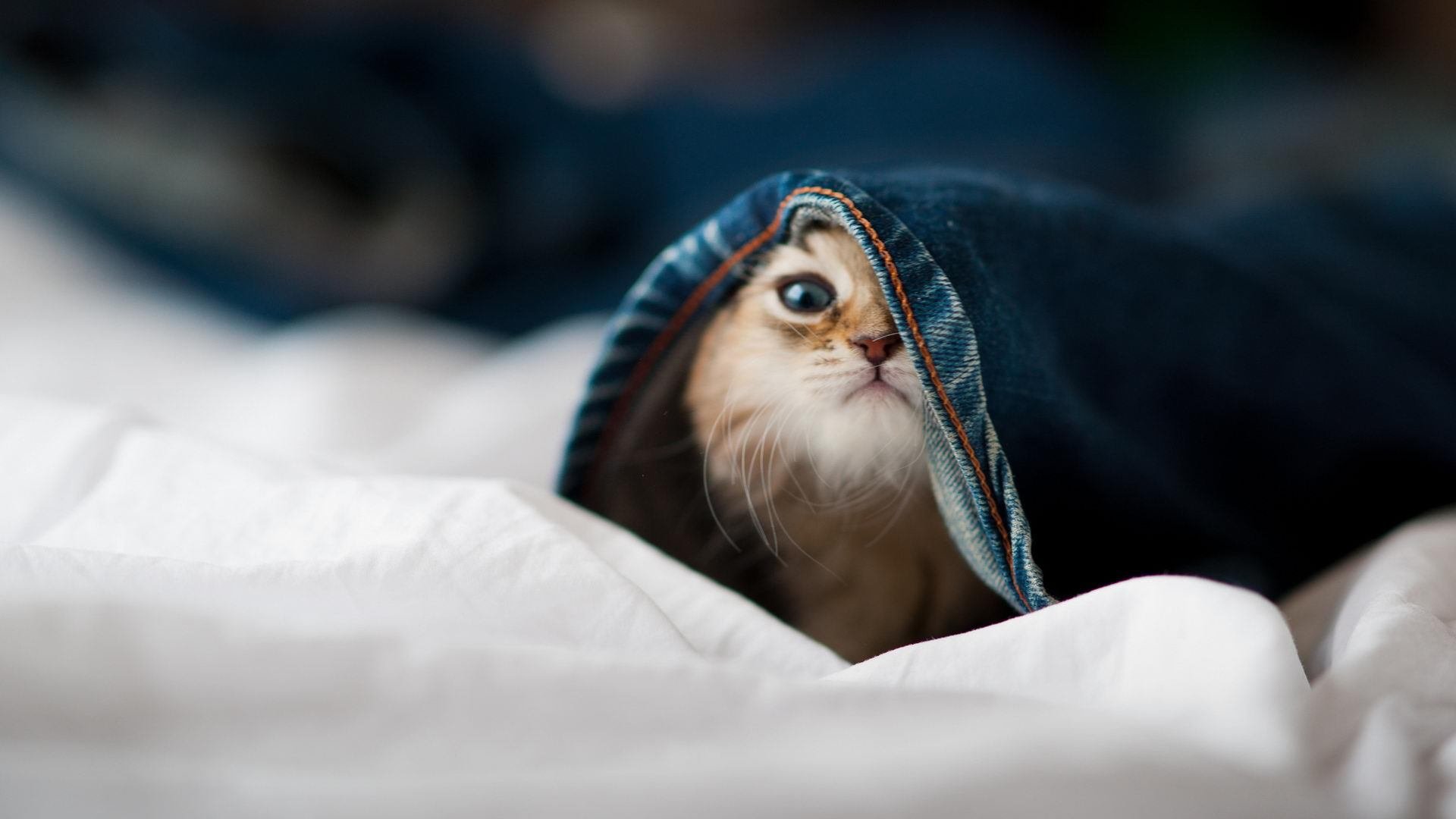 开云全站-皇马青训再创新局，新星不断涌现