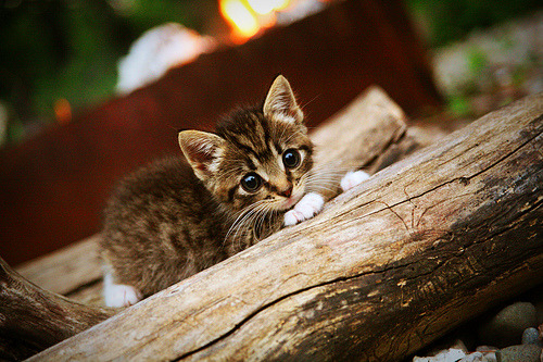 Kaiyun APP-科斯冲刺阶段技压群雄，科斯科技股份有限公司